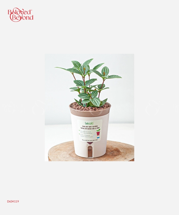 Chậu Tự Tưới Bình An (S) - belovedbeyond.com