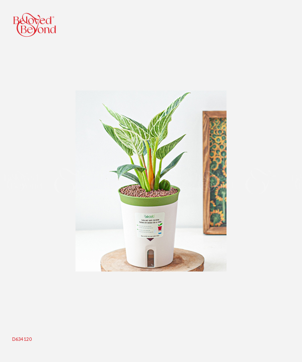 Trầu Bà Kim Cương (M) - belovedbeyond.com