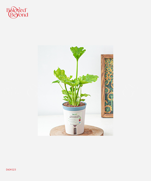 Trầu Bà Thanh Xuân Mini (S) - belovedbeyond.com