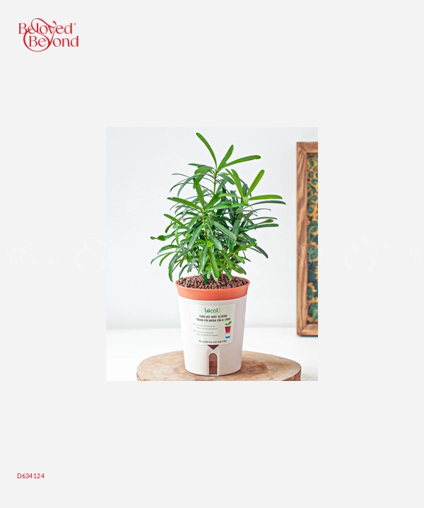 Tùng La Hán (S) - belovedbeyond.com