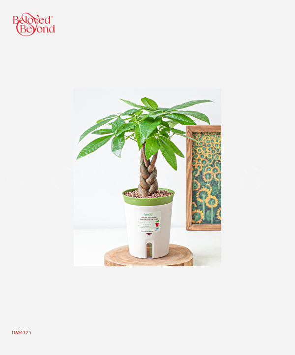 Kim Ngân Bính (M) - belovedbeyond.com