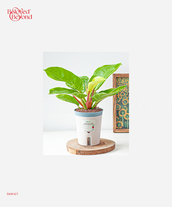 Đế Vương Vàng Mini (M) - belovedbeyond.com