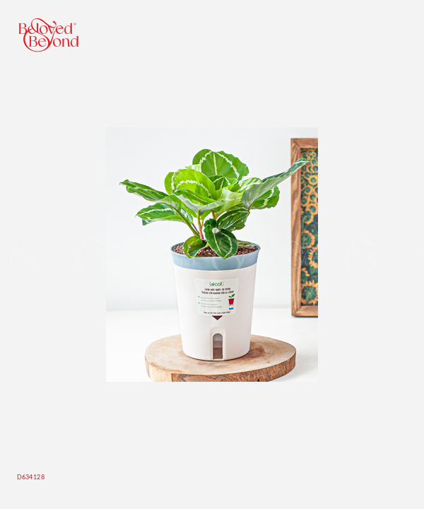 Đuôi Công Xanh (M) - belovedbeyond.com