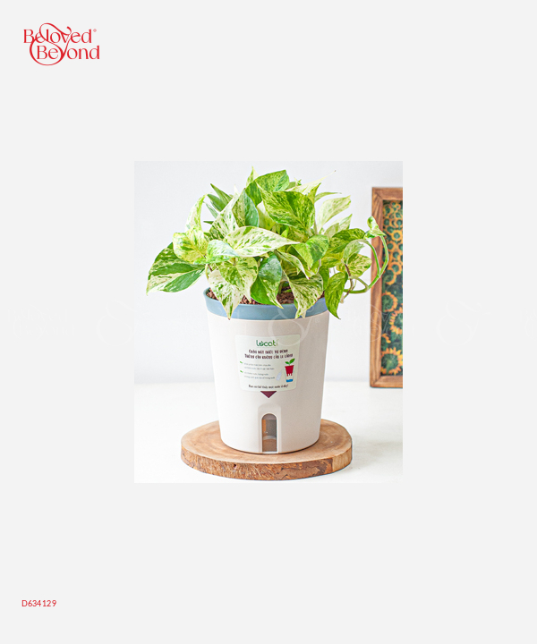 Chậu Tự Tưới Trầu Bà Sữa (L) - belovedbeyond.com