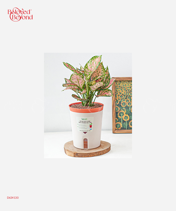 Chậu Tự Tưới Vạn Lộc (L) - belovedbeyond.com
