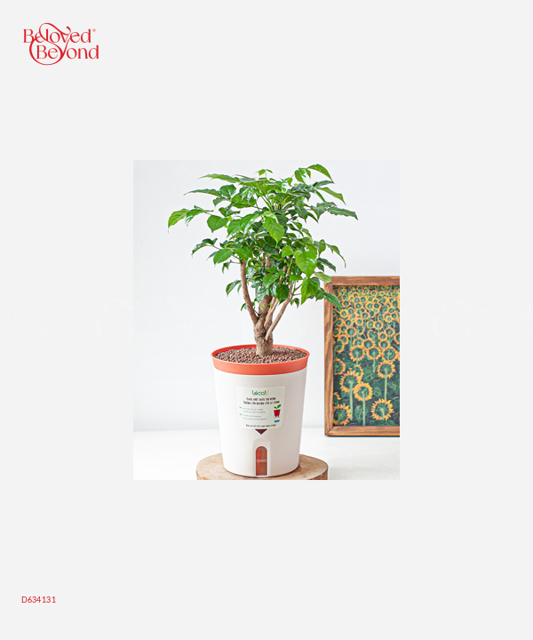 Chậu Tự Tưới Hạnh Phúc ( L) - belovedbeyond.com