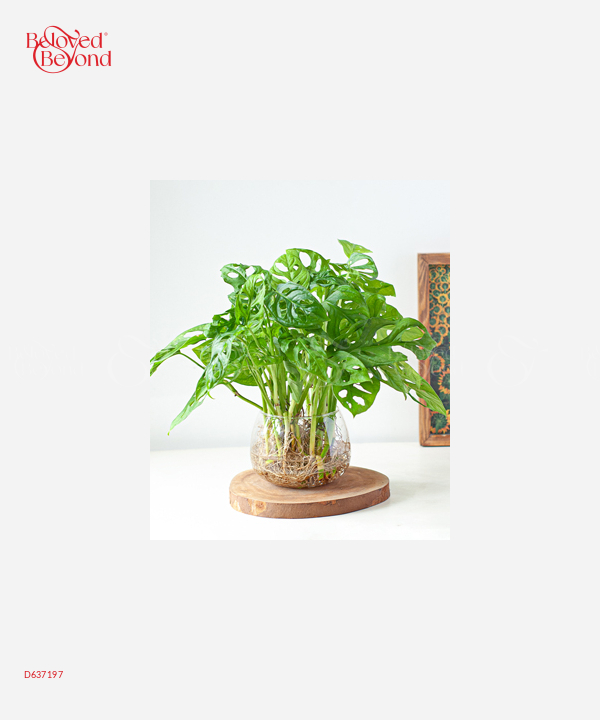 Trầu Bà Lá Lỗ Ts - belovedbeyond.com
