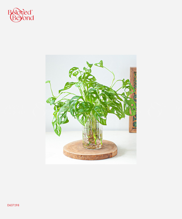Trầu Bà Lỗ Thủy Sinh - belovedbeyond.com
