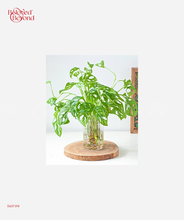 Trầu Bà Lỗ Thủy Sinh - belovedbeyond.com