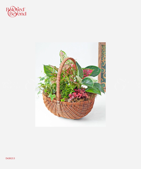 Giỏ Cây Xanh Mix - belovedbeyond.com