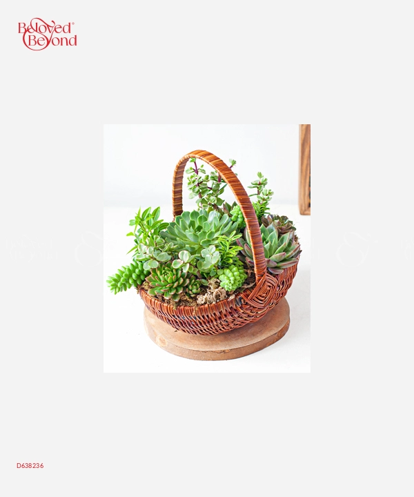 Giỏ Sen Đá Mix - belovedbeyond.com