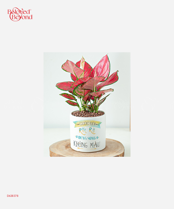 Cây Huyết Rồng - belovedbeyond.com