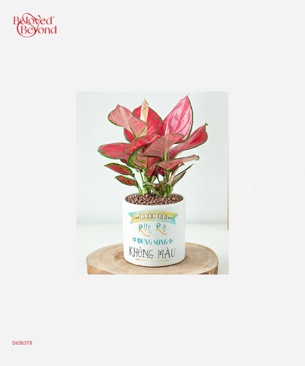 Cây Huyết Rồng - belovedbeyond.com
