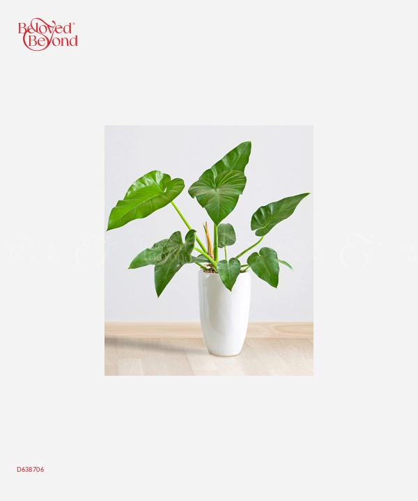 Trầu Bà Giganteum - belovedbeyond.com