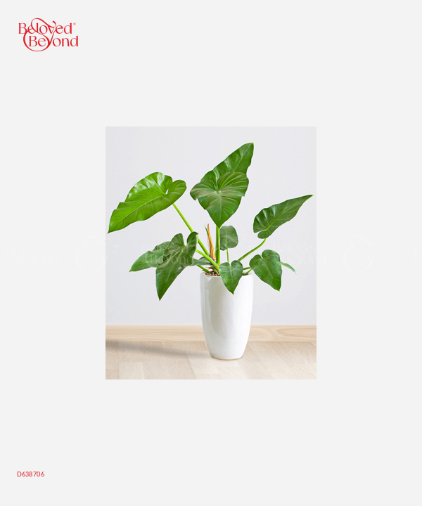 Trầu Bà Giganteum - belovedbeyond.com