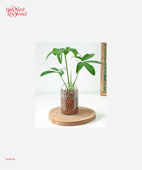 Trầu Bà Goeldii Ts - belovedbeyond.com
