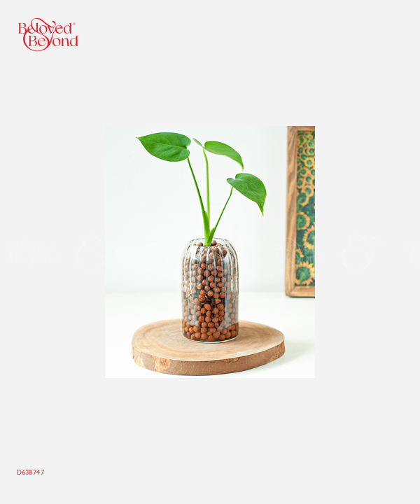 Monstera Mini Ts - belovedbeyond.com