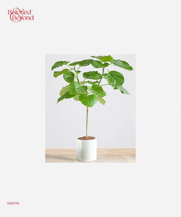 Cây Sung Lá T22 - belovedbeyond.com
