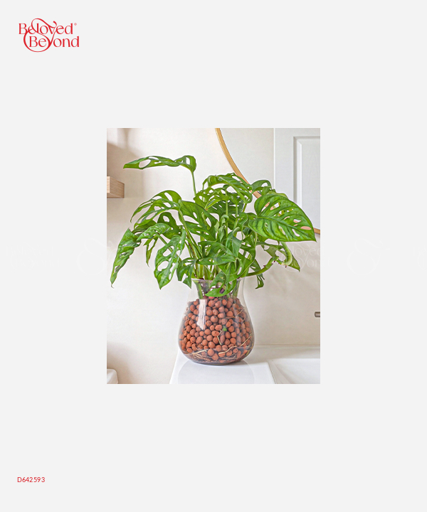 Trầu Bà Lá Lỗ Thủy Sinh C032 - belovedbeyond.com