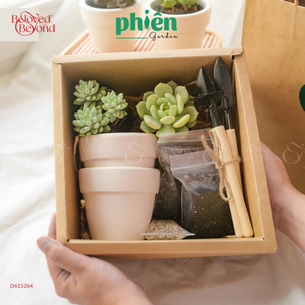 Hộp Quà Tặng Sen Đá Gardening Box - belovedbeyond.com