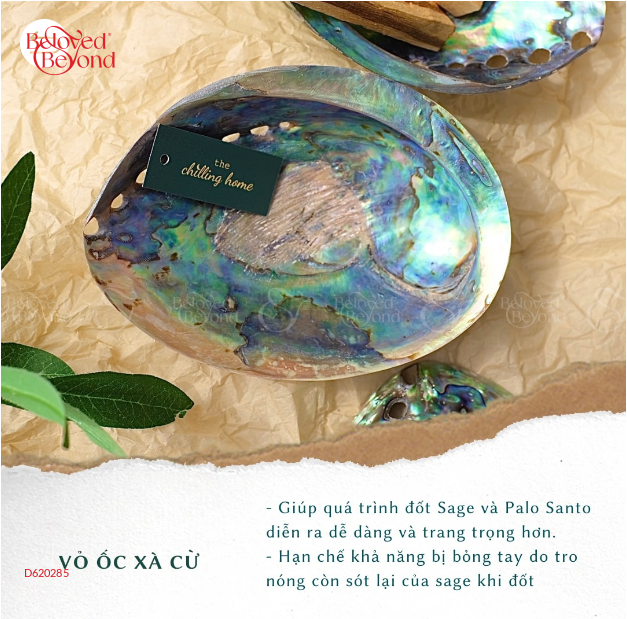 Đĩa Ốc Xà Cừ - Vỏ Ốc Đốt Sage & Palo Santo - belovedbeyond.com